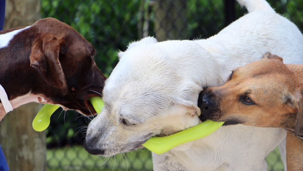 paw Dogs playing tug of war