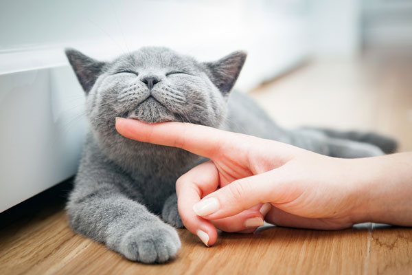 Happy kitten likes being stroked by woman's hand