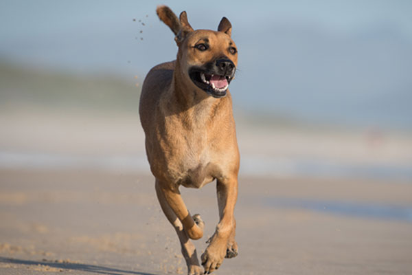 running along a beach in the Western Cape