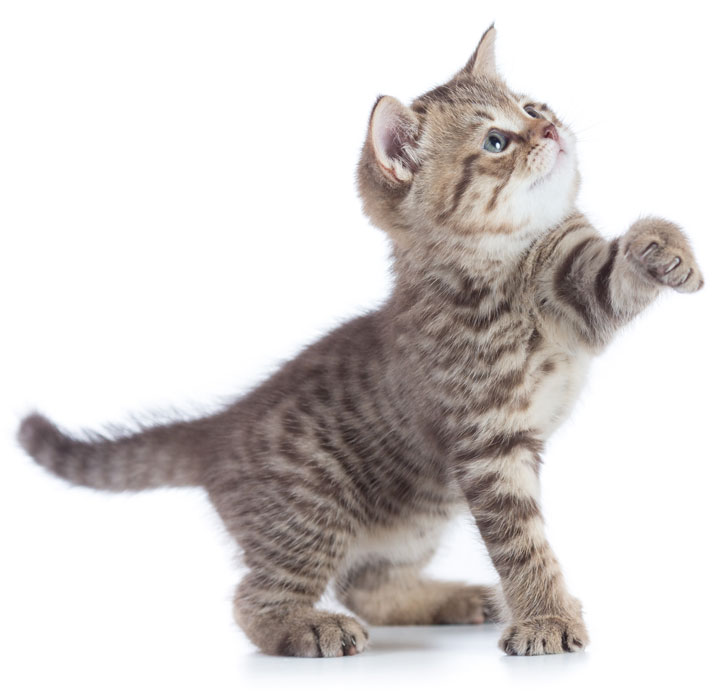 Funny kitten cat standing with raised paw looking up isolated on white