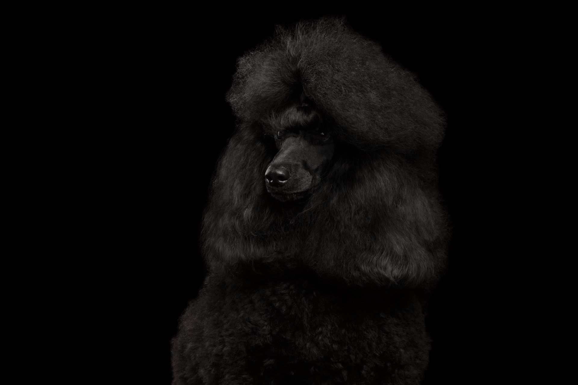 Close-up Portrait of Royal Poodle Dog with hairstyle Isolated on Black Background