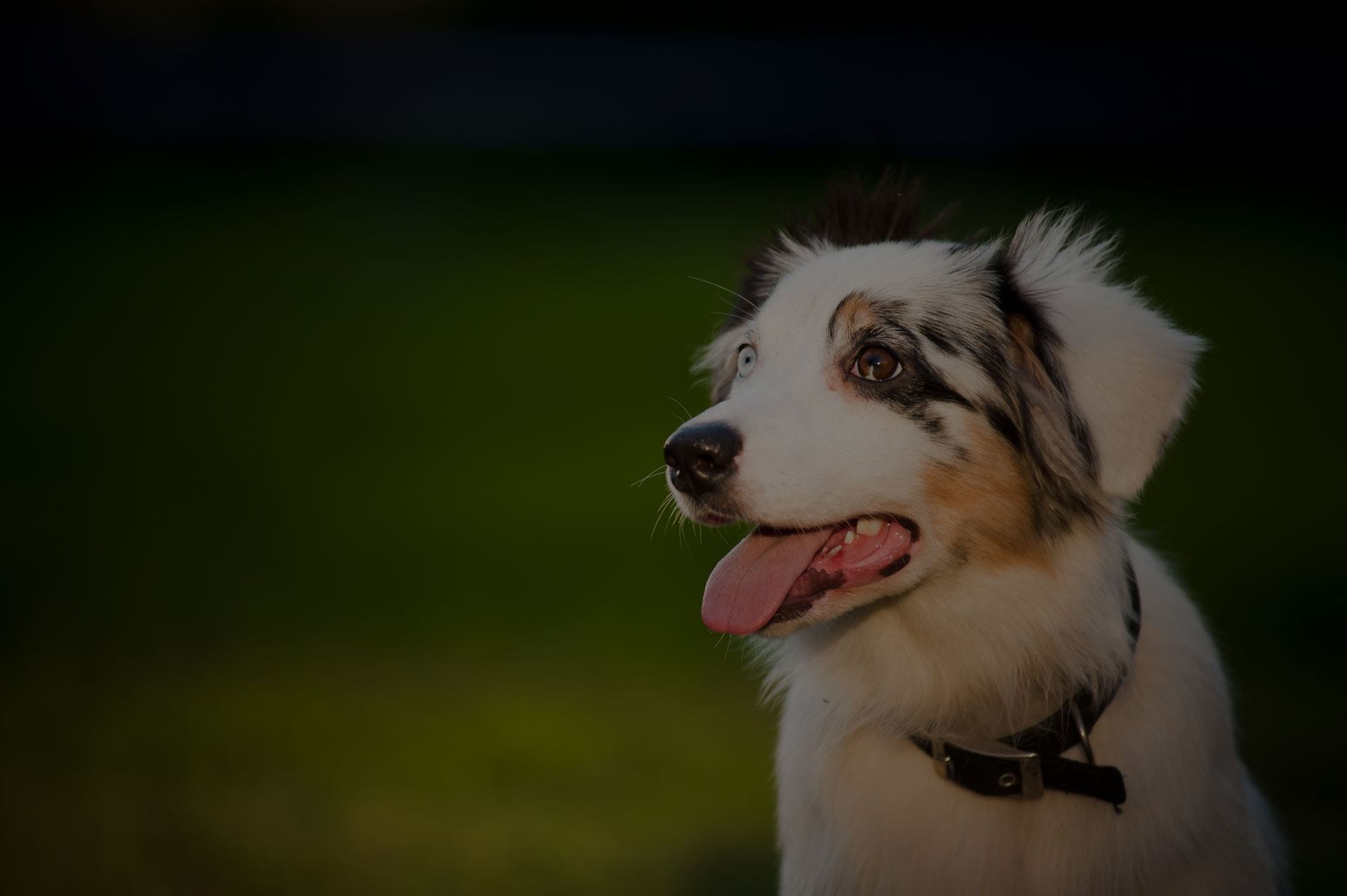 Border collie portrait