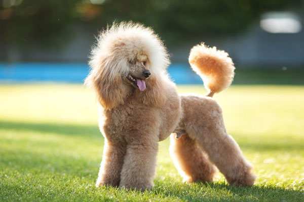 Horizontal portrait of one dog of poodle breed with long red hair standing outdoors on green grass on summer sunny day