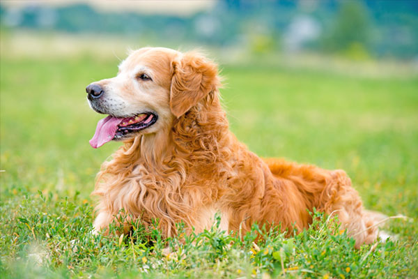 Beautiful dog breed golden retriever lying in the grass