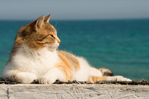 Cute cat on the Black Sea in Odessa in the spring