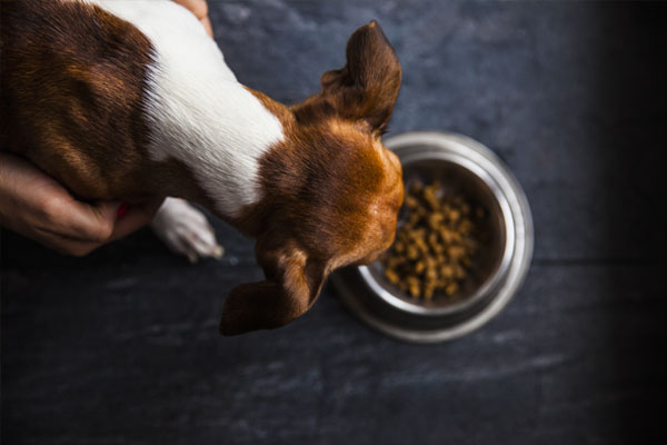 food for dogs in the plate