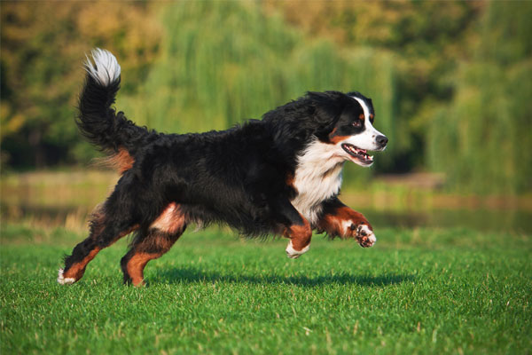 dog running on the grass