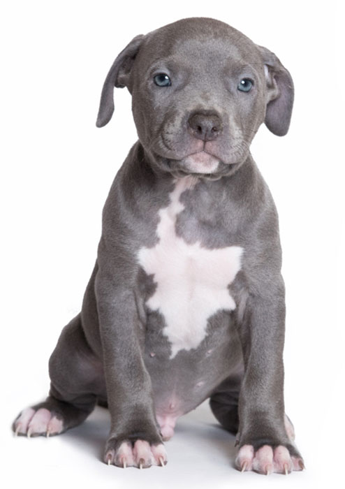 Puppy Pitbull American Bully Isolated