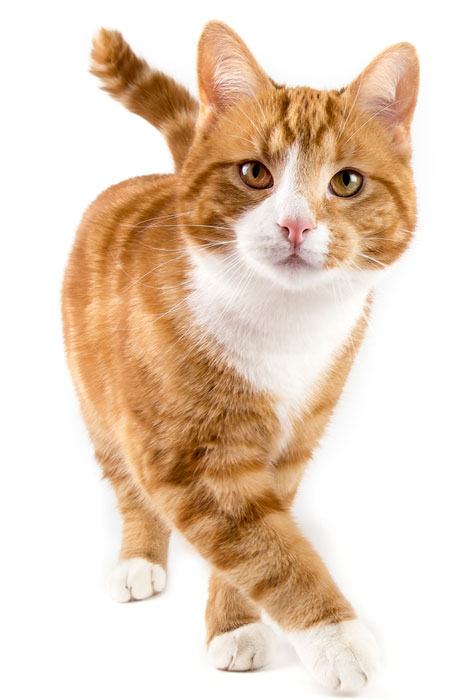 Red male cat walking towards camera