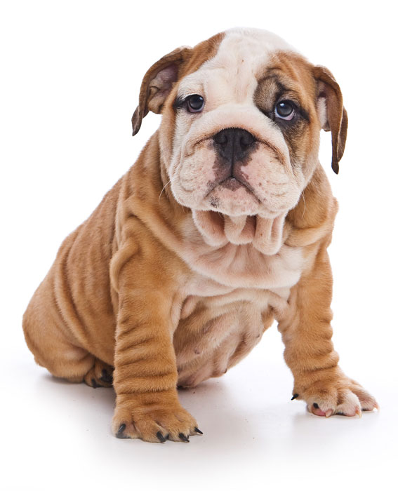 Cute english bulldog puppy