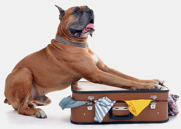 Beautiful Boxer Dog on suitcase isolated on white