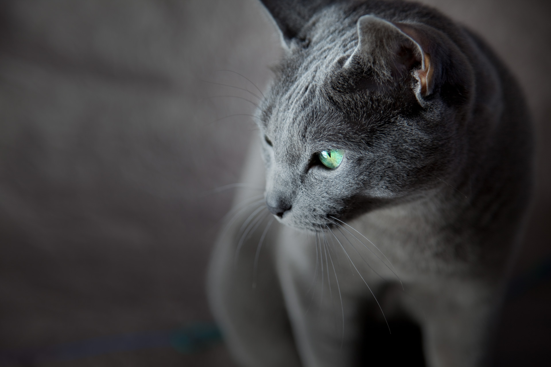 Portrait of a Russian Blue Cat