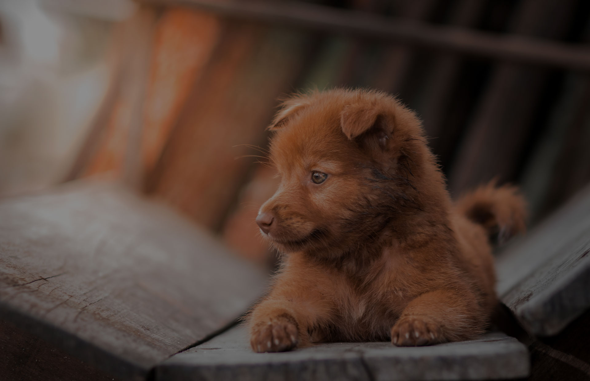 lovely brown puppy dog portrait