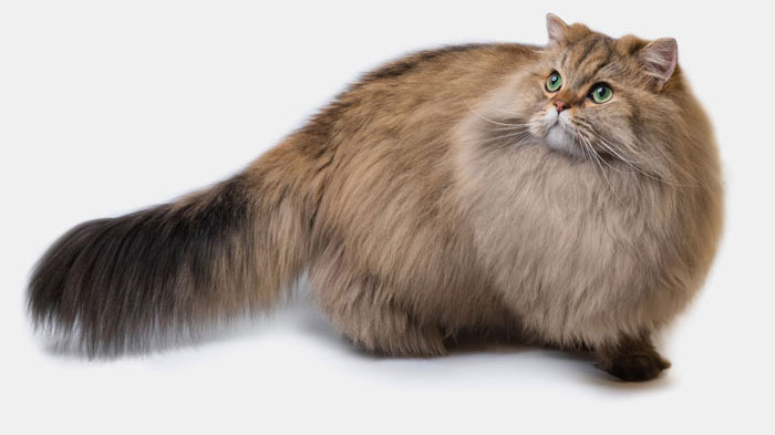 Fluffy British longhair cat isolated on a white background