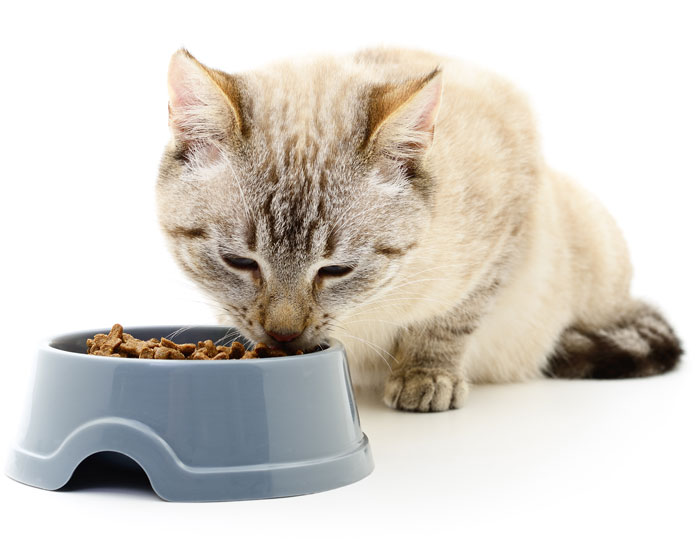 Cat eating dry food on white background.