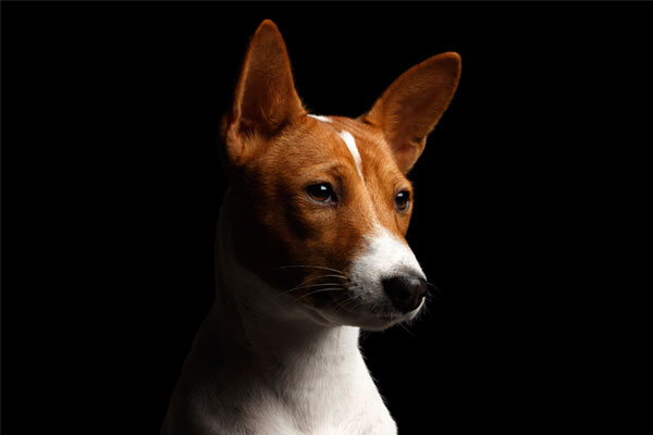 Close-up Funny Portrait White with Red Basenji Dog