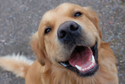 Top 4 Reasons to Get Your Pet's Teeth Cleaned - Vet In Palm City | Palm City Animal Medical Center