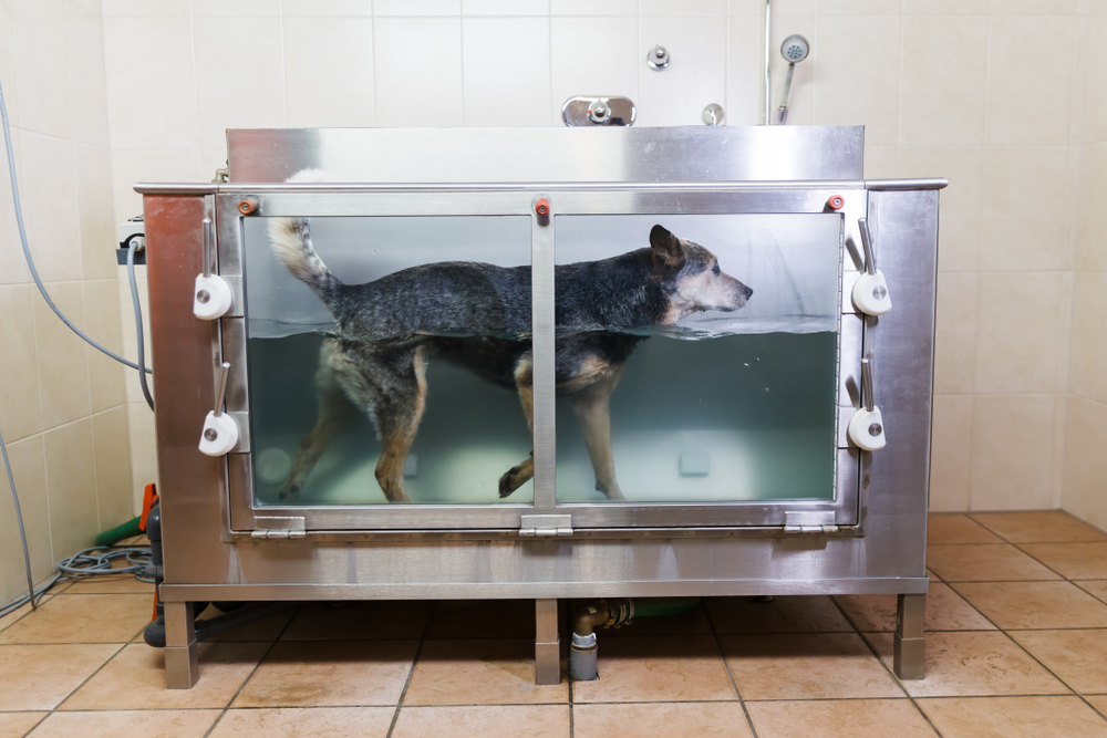 picture of an Australian Cattledog in a hydrotherapy station