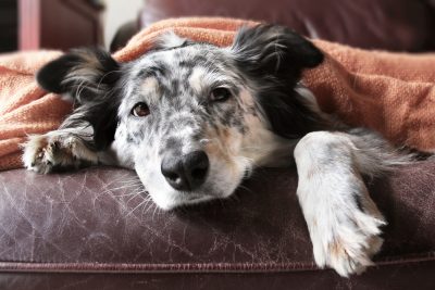 5 Common Causes of Cold-Like Symptoms in Dogs - Vet In Palm City | Palm ...