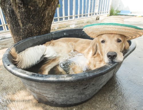 Help Your Pet Beat The Summer Heat