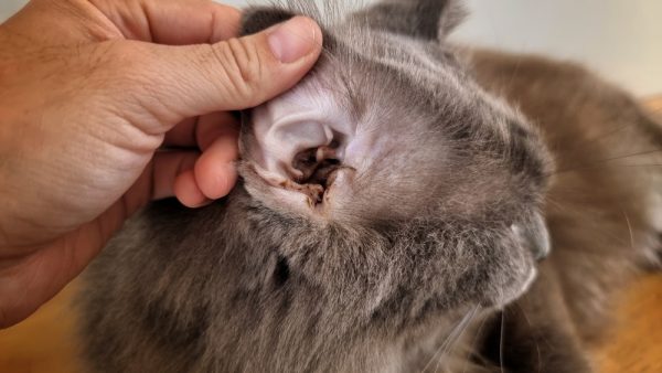 7-reasons-your-pet-has-chronic-ear-infections-vet-in-palm-city-palm