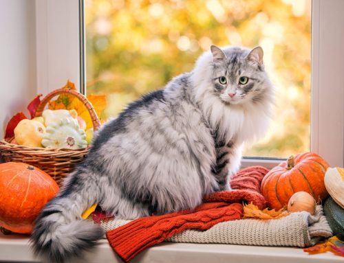 Talking Turkey and Other Holiday Hazards: 5 Thanksgiving Safety Tips for Your Pet