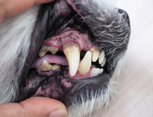 How to Maintain Your Pet’s Dental Health