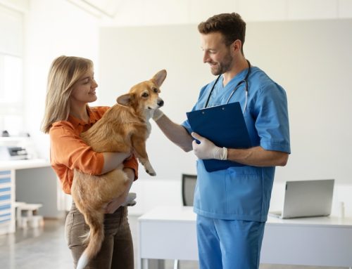 Beyond Basics: Unexpected Ways Your Veterinarian Can Help Your Pets