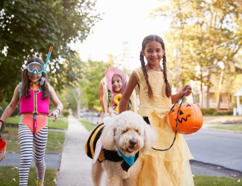 Trick-or-Treat Tips: Keep Your Pets Safe This Halloween with Our Expert Advice!