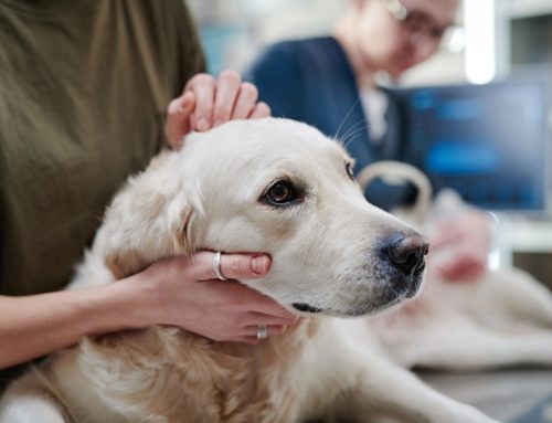 Keeping Our Furry Friends Healthy: Recognizing the Signs of Cancer in Pets