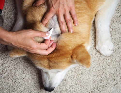 The Complete Guide to Pet Parasites: Prevention Strategies for Year-Round Protection