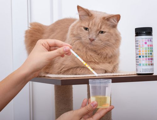 Kidney Disease in Cats: What Every Cat Owner Should Know