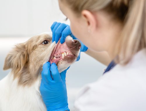 Is Your Pet’s “Clean” Smile Hiding a Dangerous Secret? The Truth About Anesthesia-Free Dentals!
