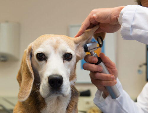 Ear Infections in Dogs: How to Prevent and Treat Recurring Issues
