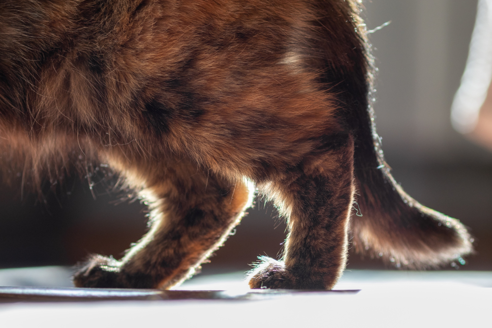 Domestic cat walking on its hind legs, showing an upright gait uncommon in typical feline movement. 