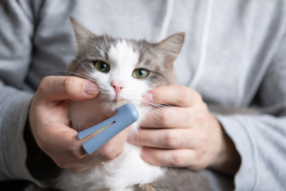 A fluffy gray and white cat receives oral medication from a person in a gray hoodie. The cat looks calm, with a syringe-like tool used for dosing.