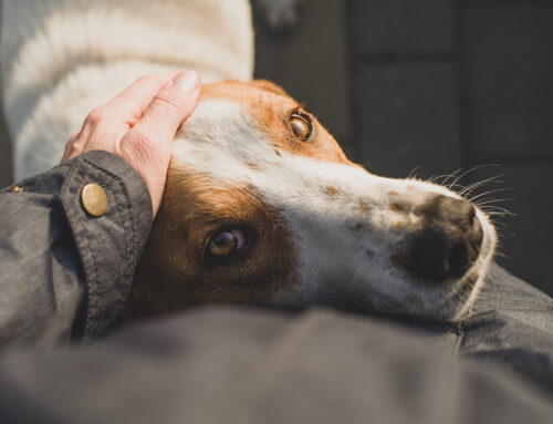 Tear Staining, Saliva Staining