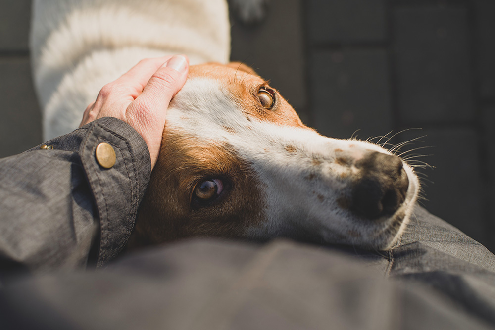 Close-up of a person’s hand petting a brown and white dog showing affection.